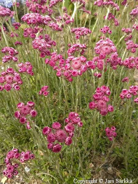Antennaria dioica Rubra kissankpl